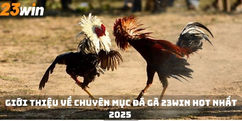 Giới thiệu về chuyên mục đá gà 23WIN hot nhất 2025