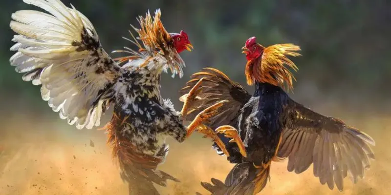 Mãn Nhãn Với Các Trận Đấu Đá Gà MB66 Và Ăn Thưởng Lớn